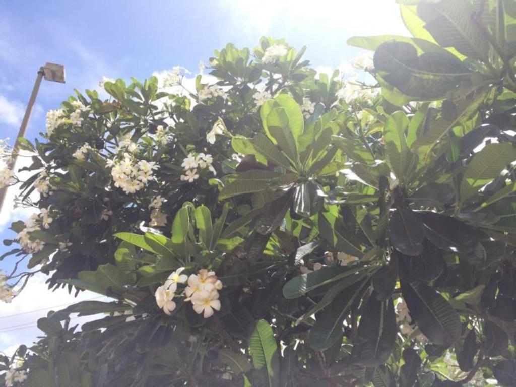 Guam Airport Hotel Tamuning Dış mekan fotoğraf